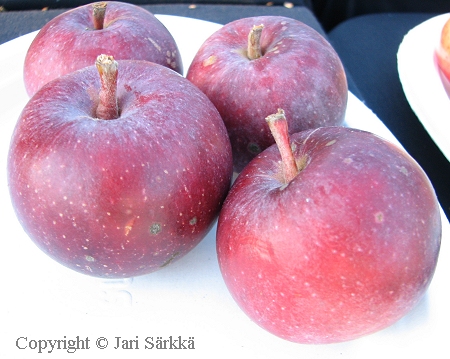Malus domestica 'Pekka' kääpiöivä omenapuu